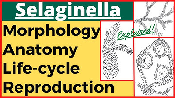 Selaginella Plant Pteridophyte Anatomy Morphology Reproduction Life Cycle with Diagram Plant Kingdom
