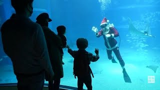 海遊館にサンタダイバー　ジンベエザメと一緒にメリークリスマス