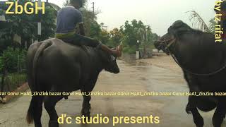 570 | Eid ul Azha 2017 | Giant Buffalo | Sharif Agro | ZinZira bazar Gorur HaAt 2017