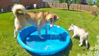 Husky Puppy First Time in the Pool