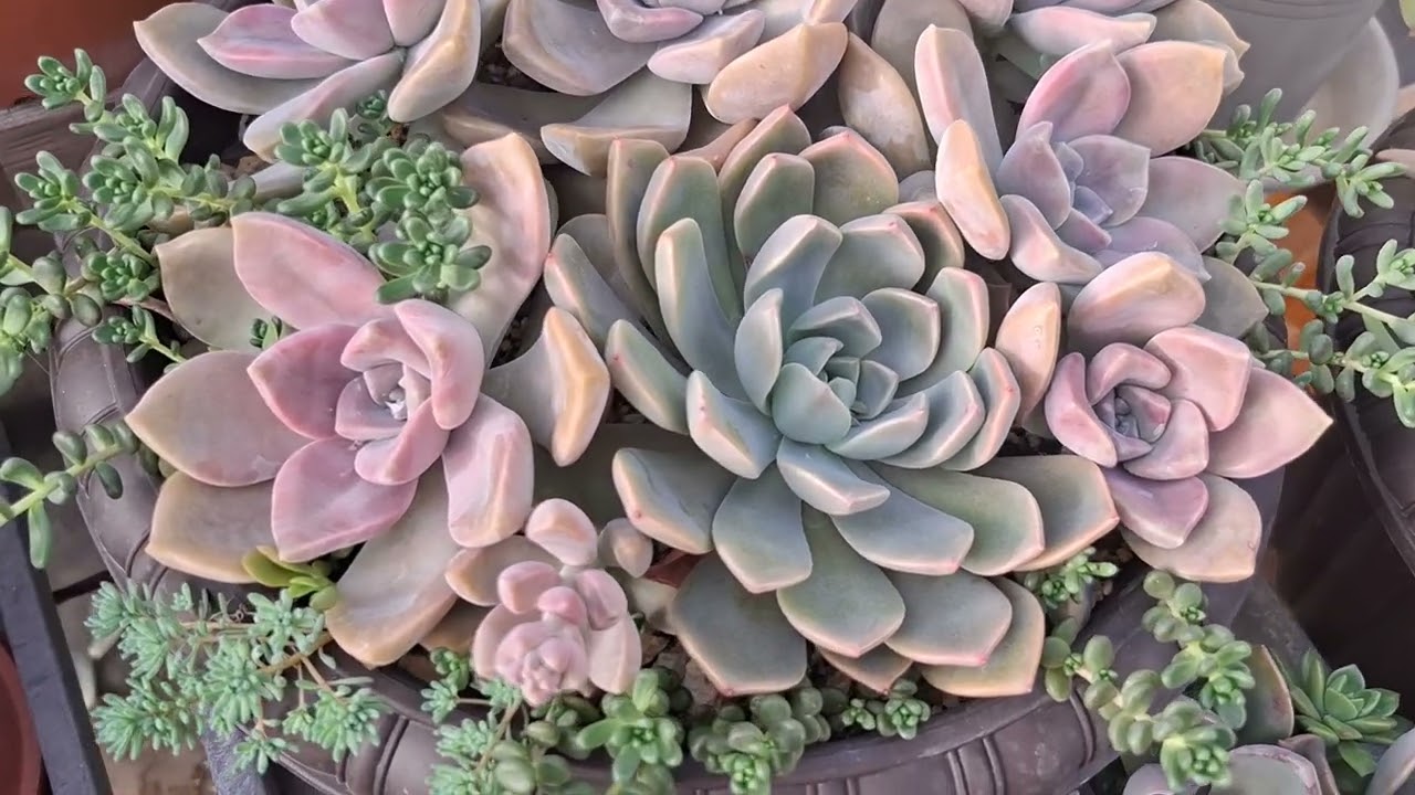 Succelent Purple delight 多肉植物パープルディライト#多肉植物 #succulent #多肉植物寄せ植え#Succelent arrangement 