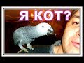 Жако Петруня думает , что она КОТ🙀учу её, что она ПОПУГАЙ🤪/funny animal videos