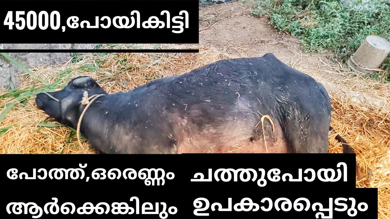 ദൈവം കാത്തു,എന്തോ വലുത് വരാനിരുന്നതാണ്. #ajosvlog 9947863454പ്ലീസ് വാട്ട്സാപ്പ്.