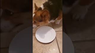 Indy Gets a Pancake #shorts