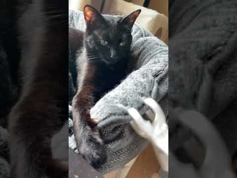 猫びっくり - Black cats got surprised - #Shorts