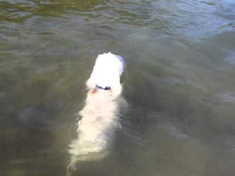 Bichon Frise Loves Swimming