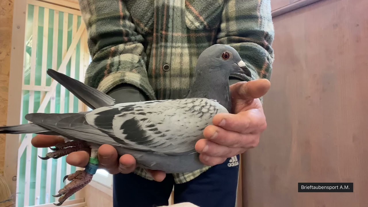 Brieftauben!!! Erster Vorflug ausgefallen, Greifvögel geben keine Ruhe !!!! Immer wieder verletzte !