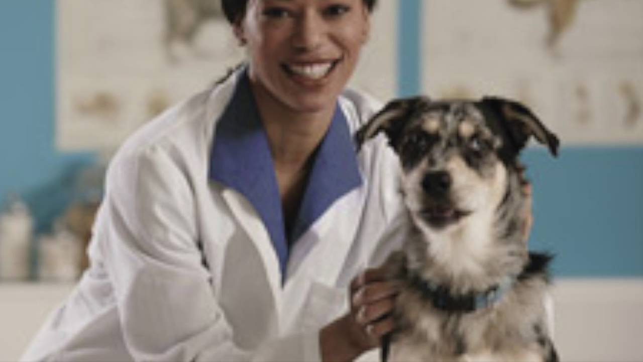 Best Veterinary Clinic Oviedo Florida (407) 3653565 YouTube