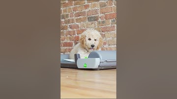 BrilliantPad Smart: Intelligent Roll Monitoring