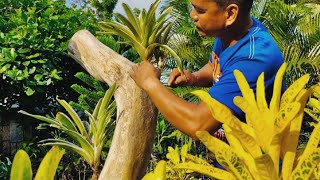 Installing huge driftwood in the garden|| Quick and easy way of planting bromeliads in a driftwood