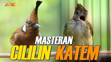 KAPAS TEMBAK GACOR VS CILILIN