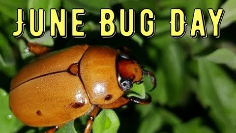 Celebrating June Bug Day (June 7), Exploring the Fascinating World of Insects