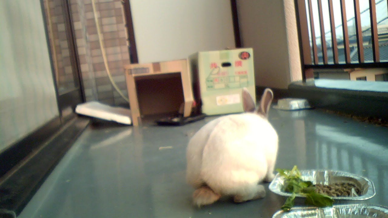 ウサギ マンションのベランダ Youtube