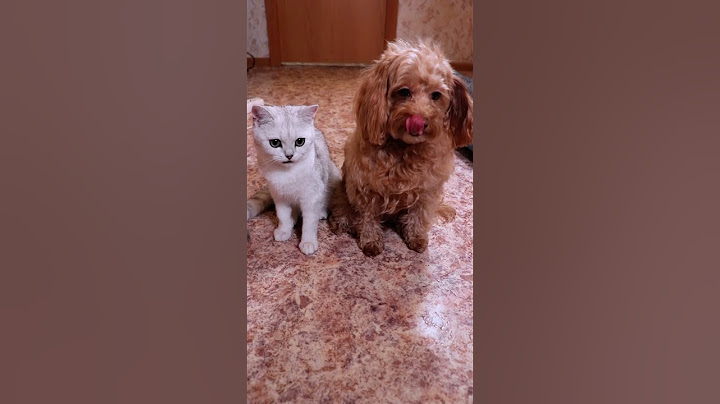 БЕЛКА И НЮША НЕ ПУСКАЮТ ДОМОЙ #cat