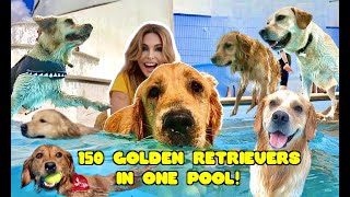 150 GOLDEN RETRIEVER DOGS IN ONE SWIMMING POOL! by Animal Watch 11,975 views 1 year ago 8 minutes, 42 seconds