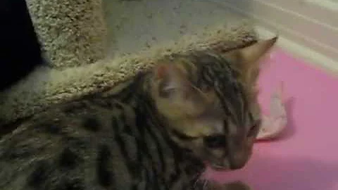 Watch the video about Savannah Kitten eating raw chicken pt. 1