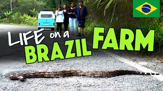 LIFE ON A BRAZIL FARM