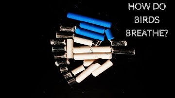 How do Birds Breathe? | Nathan Dalaklis