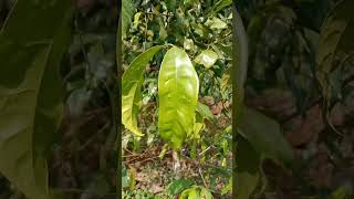GNETUM GNEMON LINN atau MELINJO : pohon ini menjadi asal muasal Usaha Mikro Kecil dan Menengah/UMKM