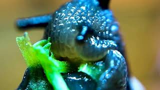 Objects Under Electron microscope | Interesting Images of objects Under Electron Microscope | Part 4