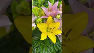 Flor de lilies también llamada lilium o azucenas #jardin #mipequeñogranjardin #lilium #lilies