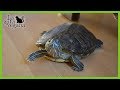 10 CONSEJOS PARA QUE UNA TORTUGA DE AGUA SEA FELIZ | TIPS PARA MEJORAR LA CALIDAD DE VIDA