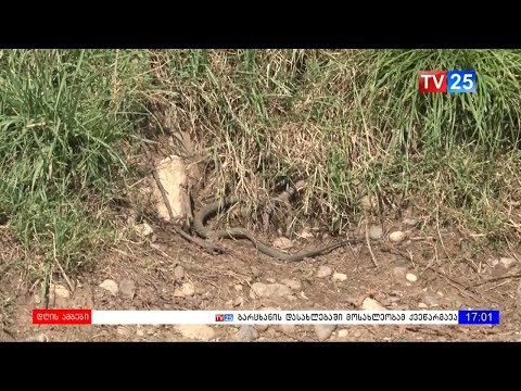 ბარცხანის დასახლებაში გველი იპოვეს