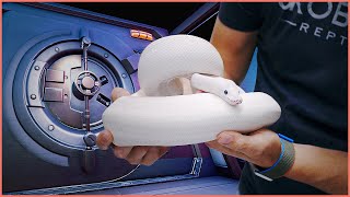 Unlocking This Genetic Vault What Is It Hiding? 114