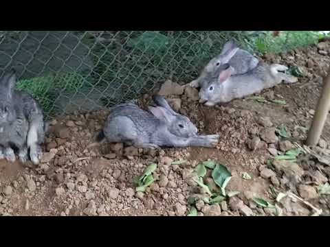 Video: Thỏ hoang dã trong tự nhiên: mô tả, ảnh