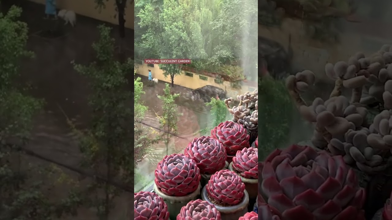 Pink succulents | Sen đá màu hồng