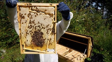 End of Season Layens Hive