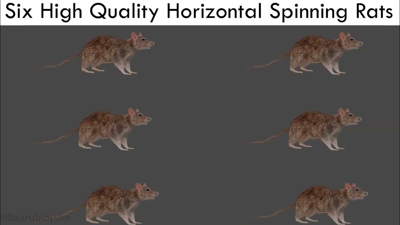 Six High quality horizontal spinning rats Short Version YouTube