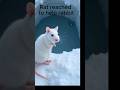 Stunning Rat Rescue the Rabbit #animation #animals #nature #rescue #stunning #beauty #ai #cute