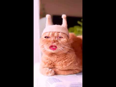 Смешные котики для детей смотреть онлайн бесплатно