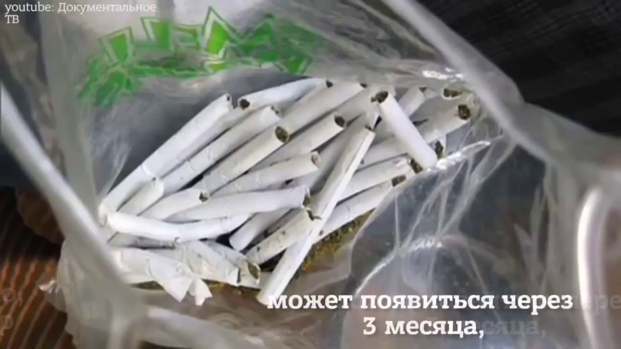 легализация марихуаны в россии путин