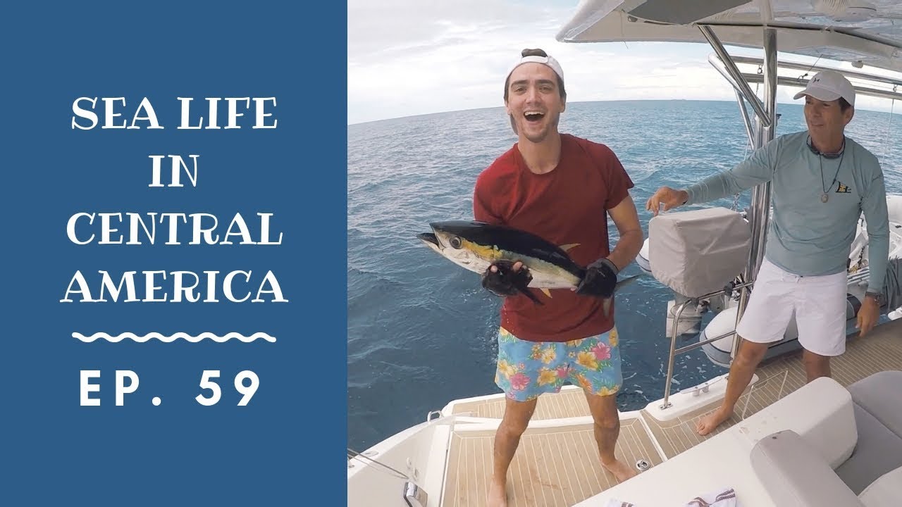Ep. 59  Sea Life in Cental America, Leopard 48