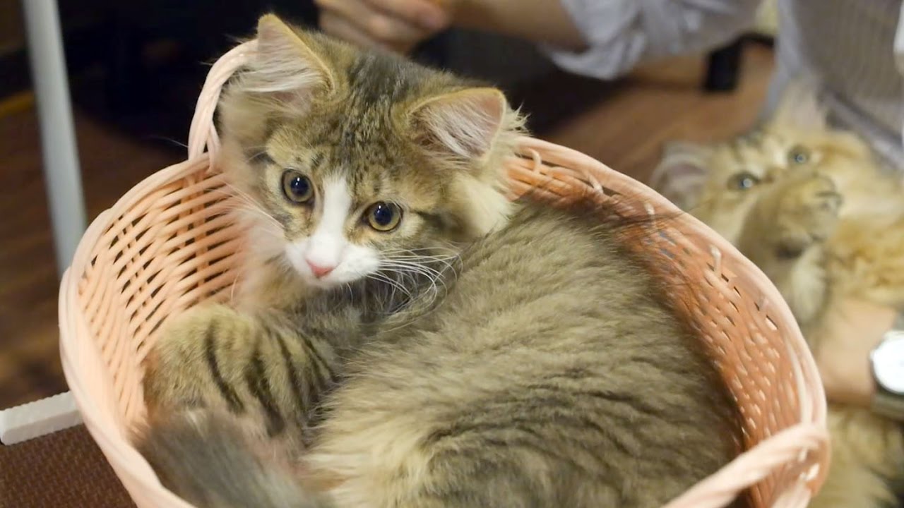猫カフェ 横浜 Basket cat, Saibelian's 