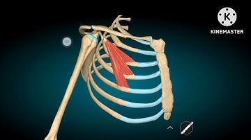 Pectoralis minor muscle 3d anatomy|origin insertion nerve supply and actions.......