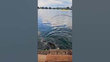 Cá Lớn - Cá Khổng Lồ kéo cong cần 😱 #khacthuyvlogg