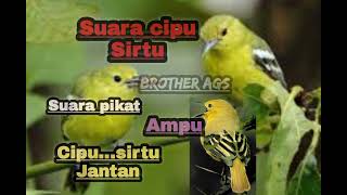 SUARA PIKAT CIPU ATAU SIRTU AMPUH BUAT BURUNG JANTAN CIPU SIRTU