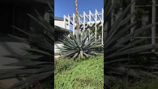Angie’s cactus