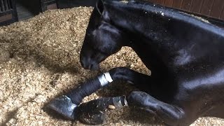 Undercover Horses Abused At Top Training Barn