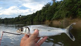 軽い気持ちでアマゾン川に大きな魚を投入すると大変なことになる - 夢のアマゾン釣行 #8