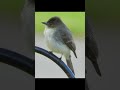 Birdy Friends!