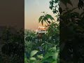 Pleasant Evenings are best#ytshorts #viral #slowliving#naturalfarming #naturelover