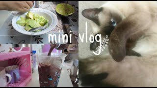 vlog ไปโลตัส ทำอโวคาโดใส่นม, น้องแมวขี้อ้อน penprapa lifestyle