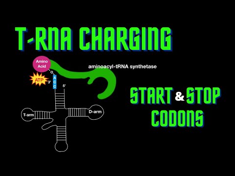Video: Wat bedoel je met opladen van tRNA?