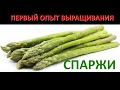 Выращиваем спаржу на своем участке