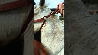 Freeing a wild horse from a halter or a neck tag is…