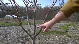 INCREASE the LIFE \& HEALTH of your PEACH TREE by Pruning